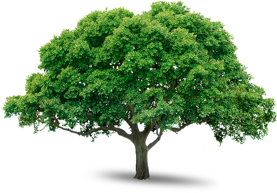 neem-tree.png
